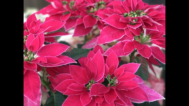 Proctor: Not-so-traditional poinsettias