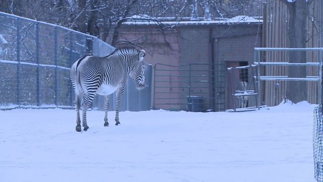 Extreme cold not so bitter for several zoo animals - 9NEWS.com