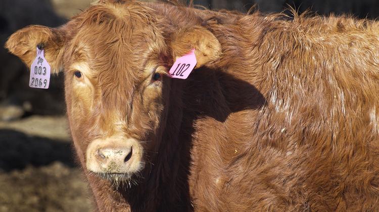 Beef prices headed downward