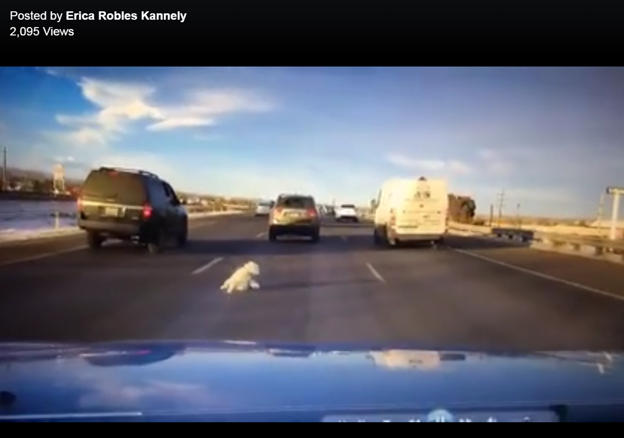 Video of dog jumping from car window serves as important reminder