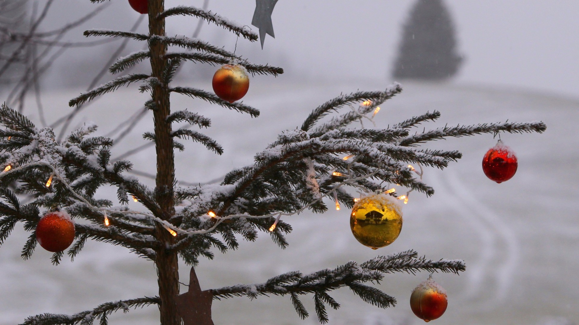 Free last-minute Christmas trees