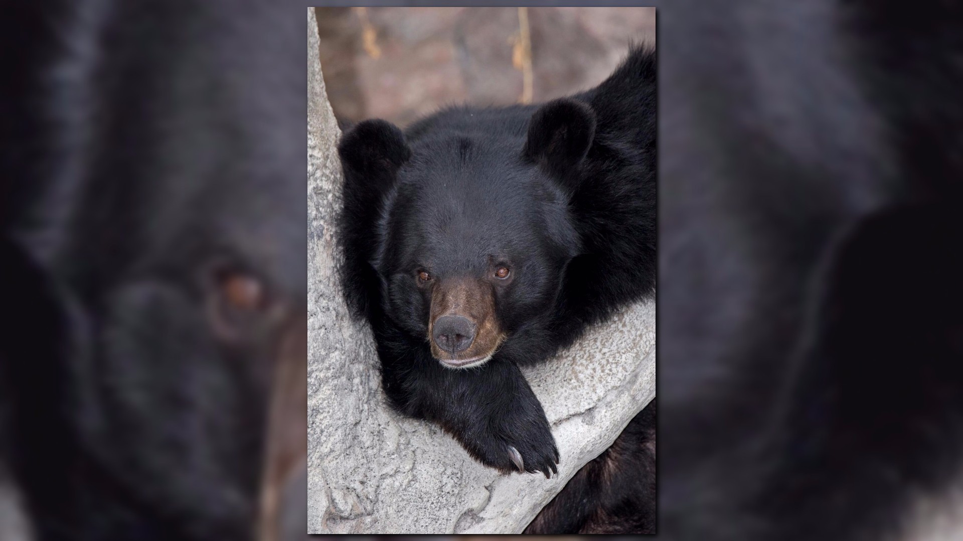 Denver Zoo mourns loss of black bear