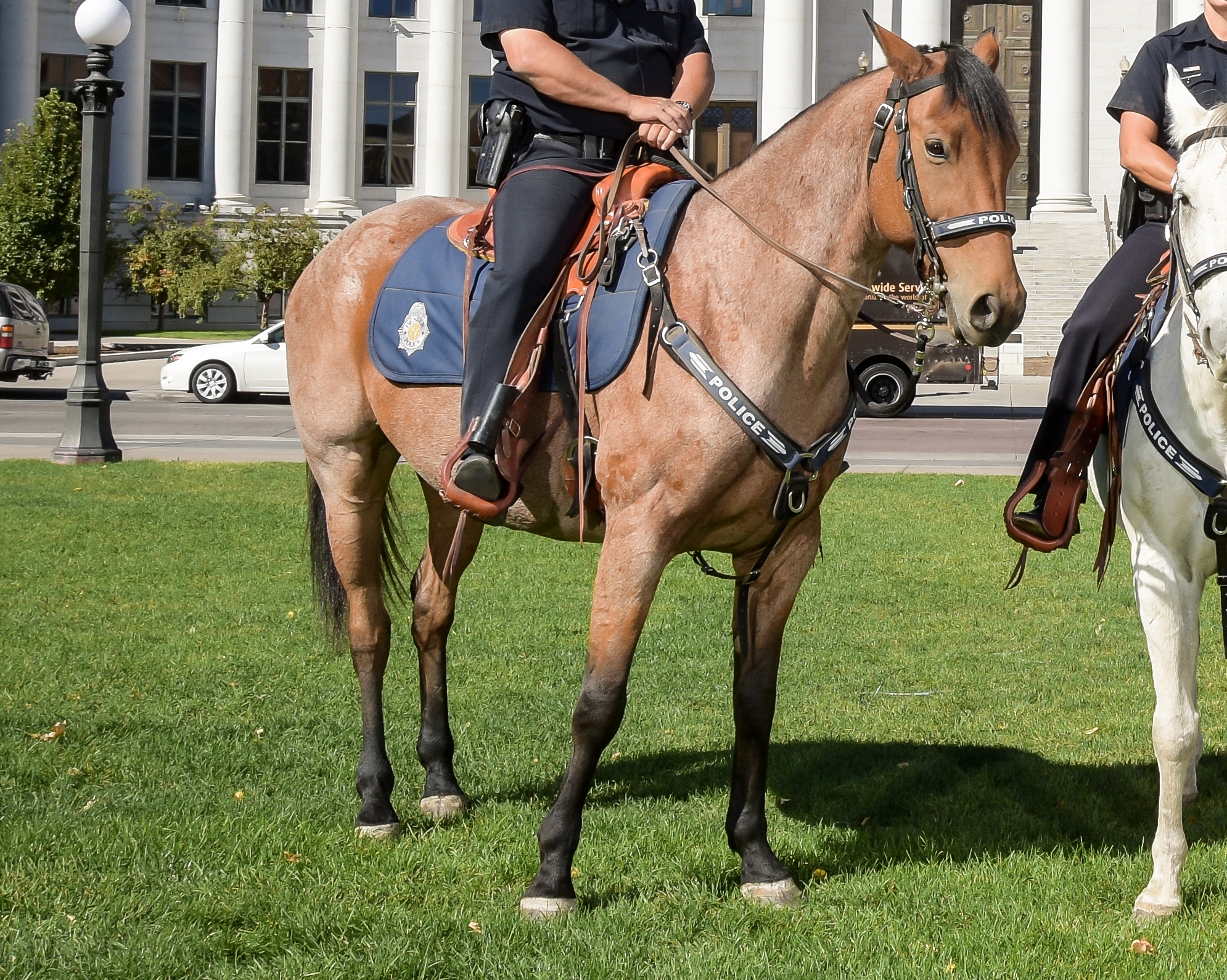 Denver PD officer 'forgot' his mounted patrol horse, left animal ...