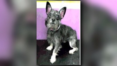 Rescue dogs missing after rollover crash
