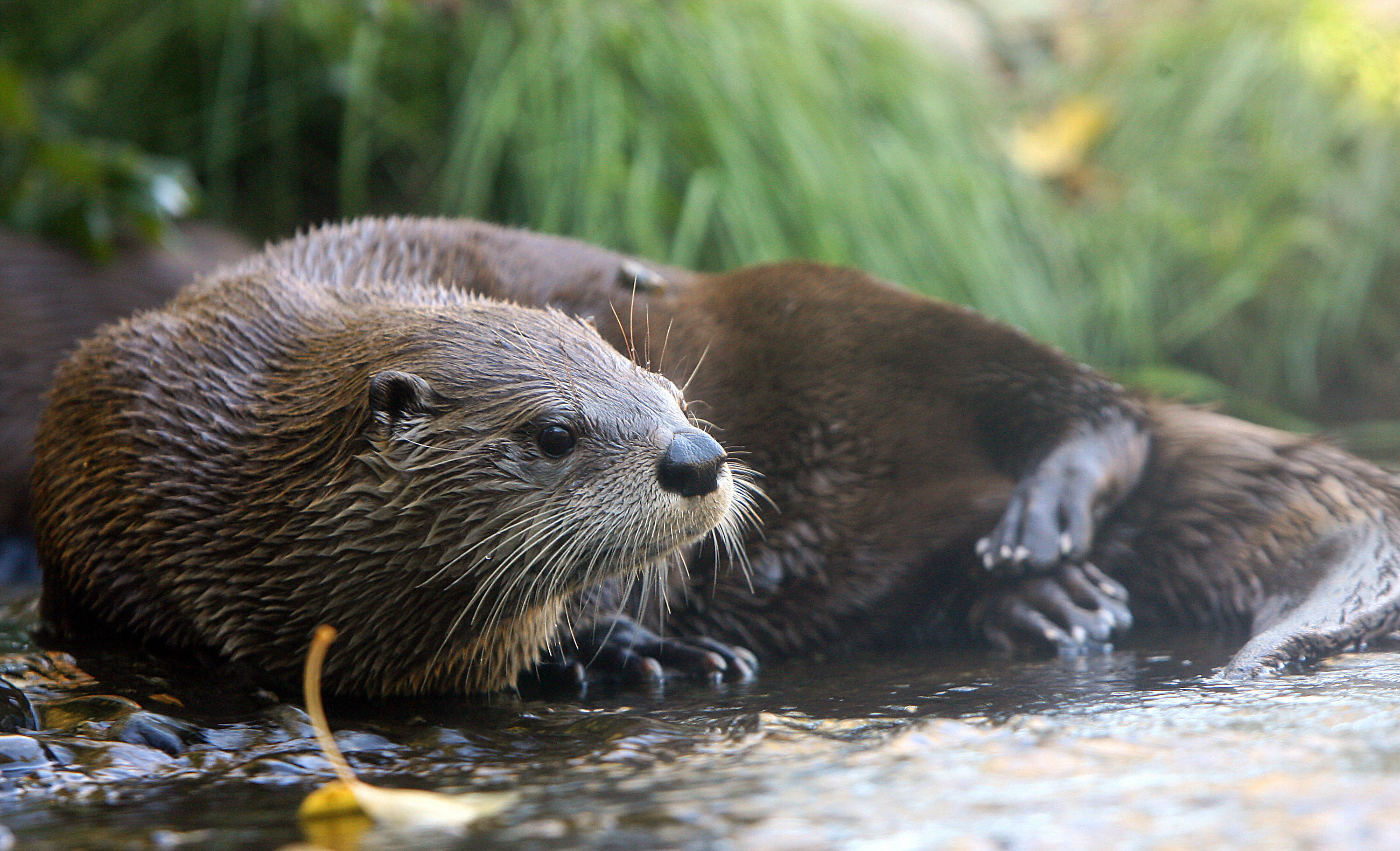 River otters spotted around Boulder