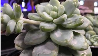 How to care for succulents