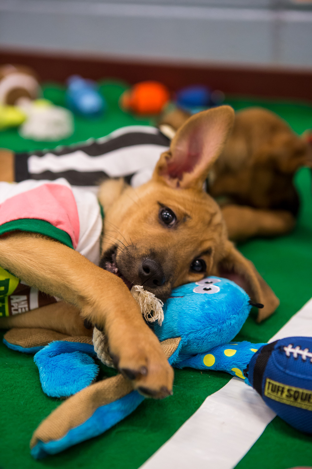 Meet the stars on the 9NEWS puppy bowl