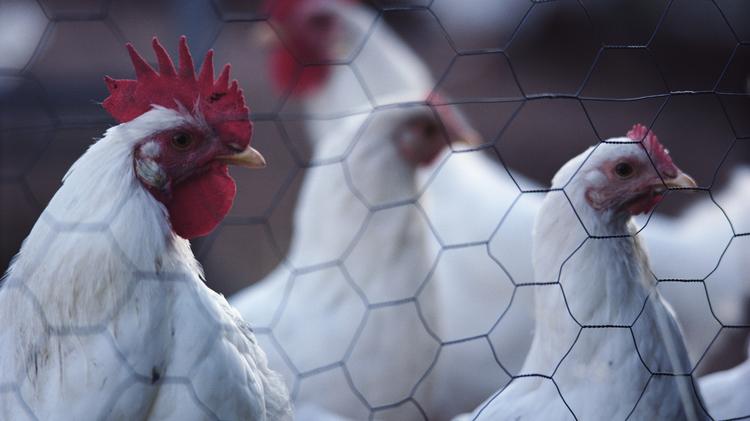 Now Noodles will treat animals better