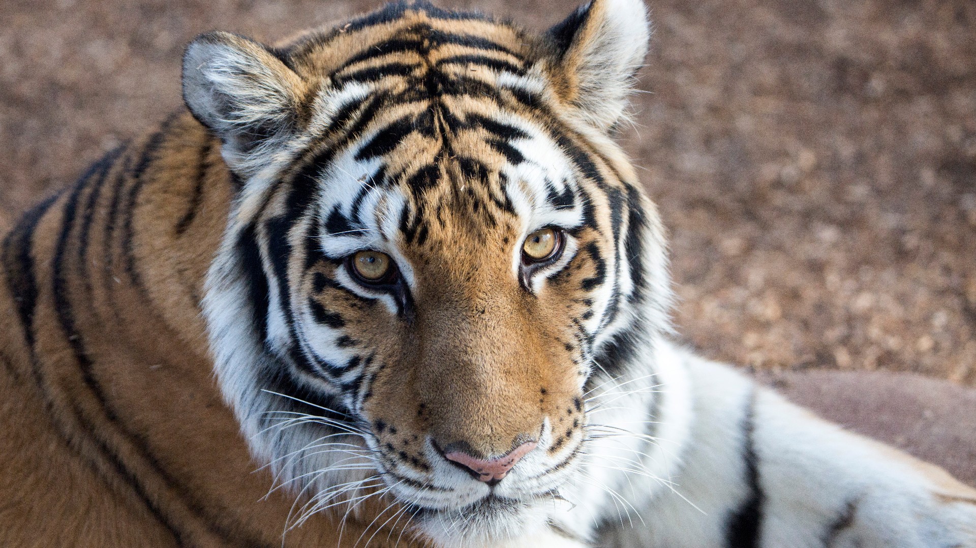 Denver Zoo has new tiger for new exhibit