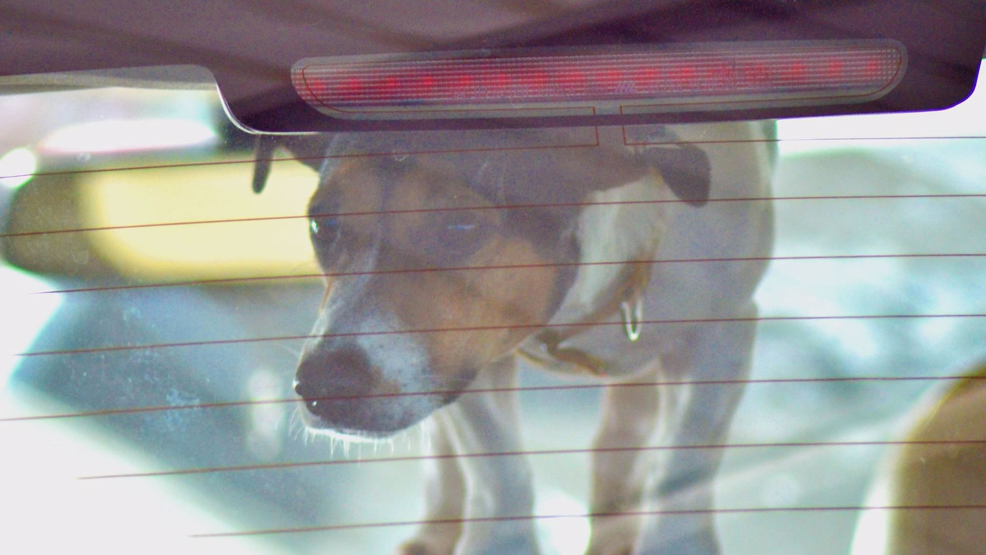 Saving dogs from hot cars legally