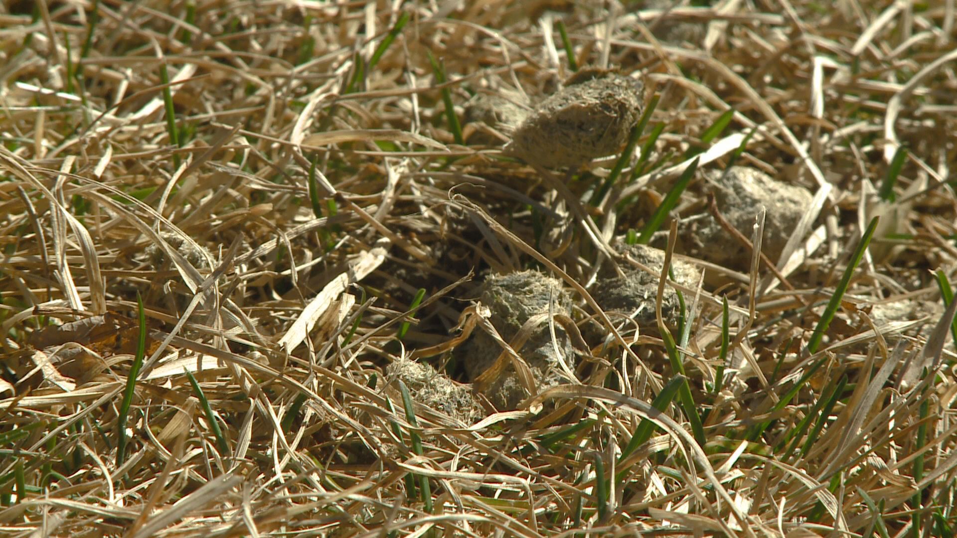 Sick of geese droppings in Denver parks? The city is, too