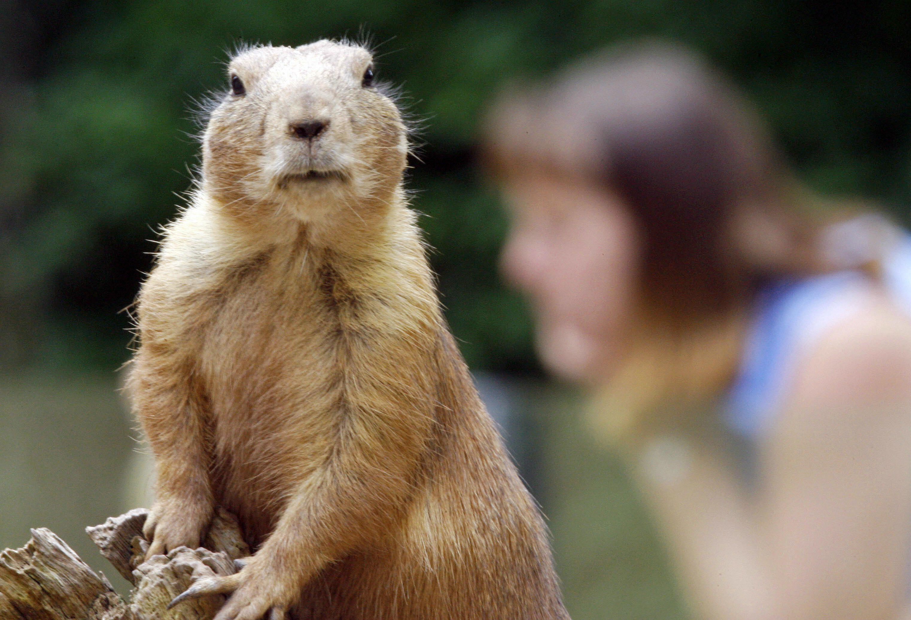 do prairie dogs get along with other pets