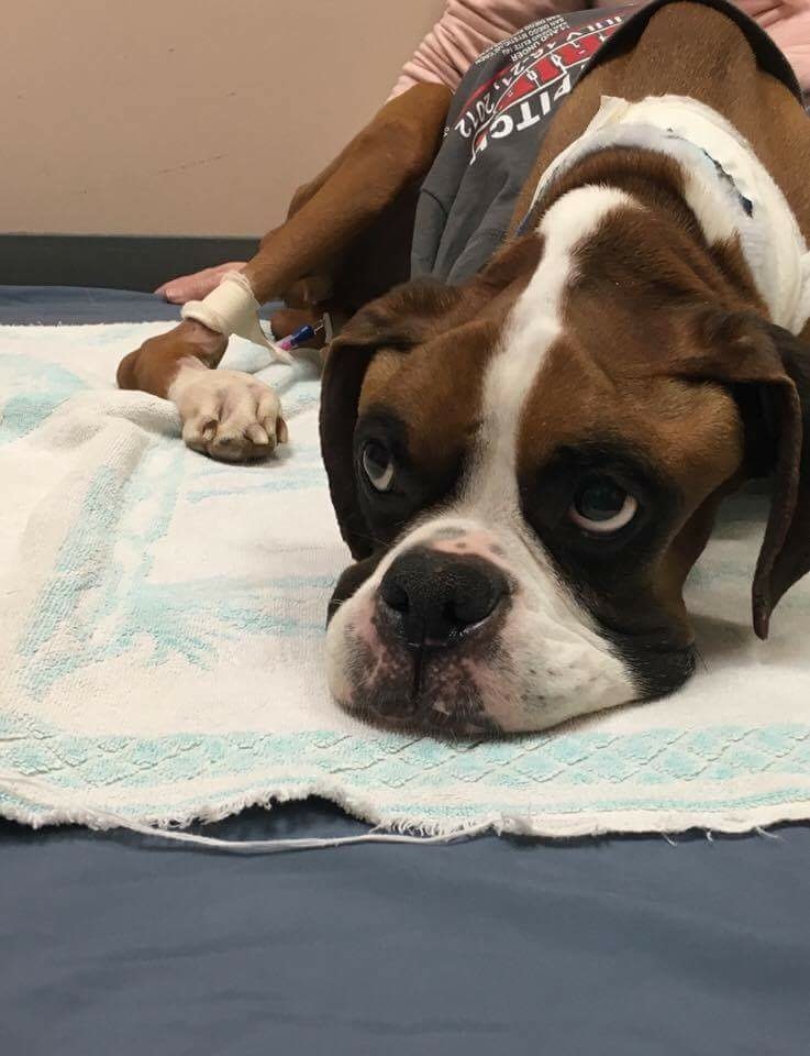 Spartan doing well after surgery