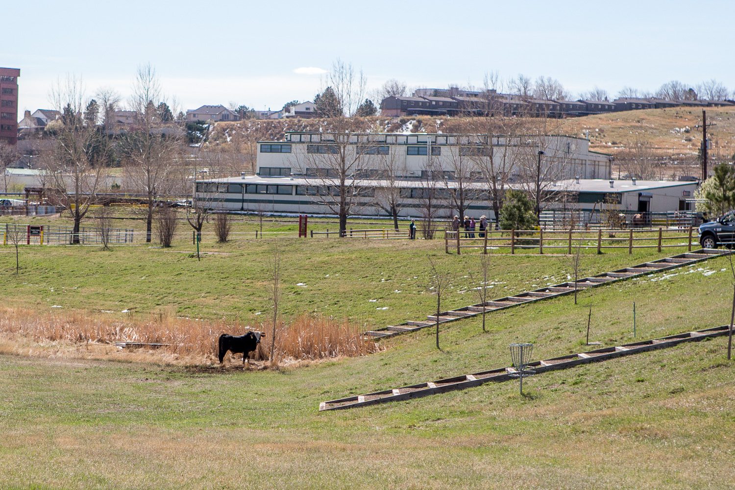 Friday: Bull loose at JeffCo Fairground