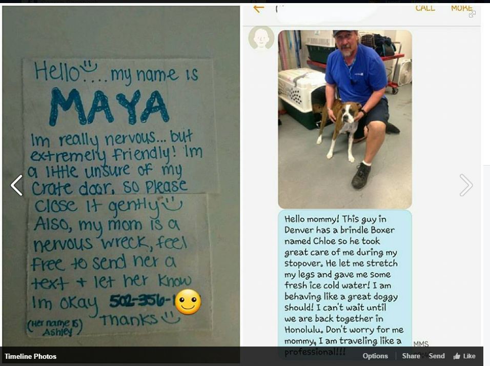 United worker eases fears of pet parent