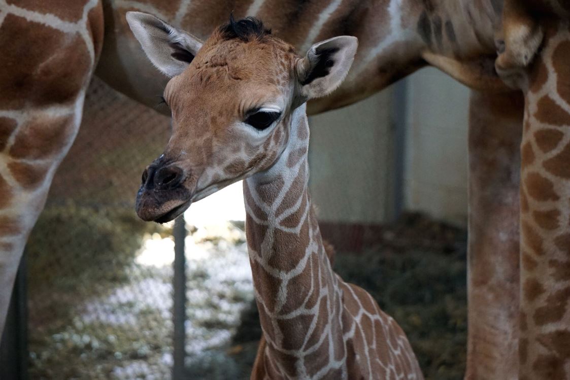 Cheyenne Mountain Zoo has a giraffe calf