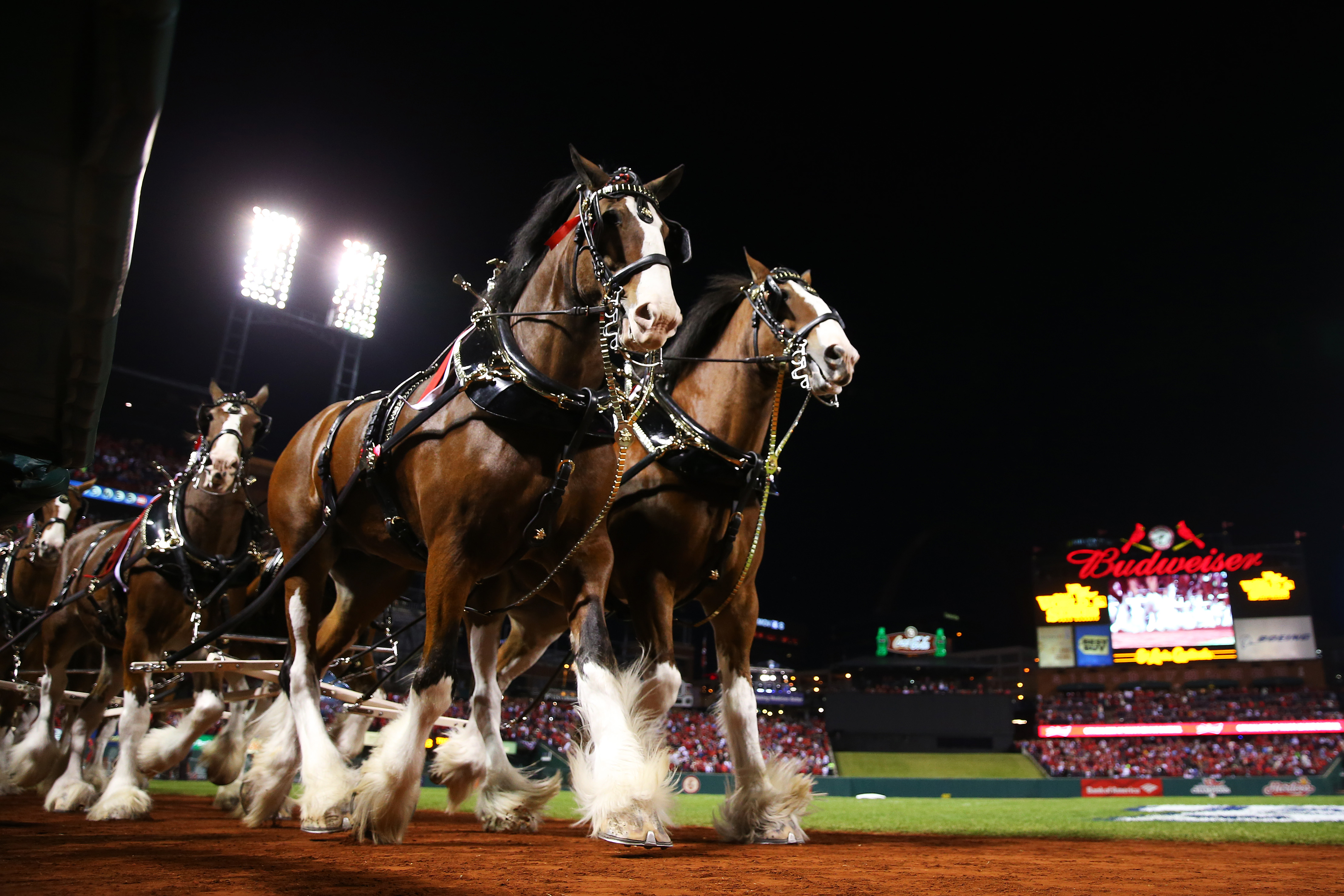 Budweiser’s Clydesdales will be back in Fort Collins