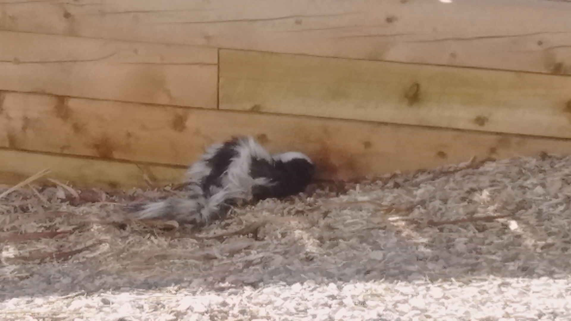 A rabid skunk in Brighton