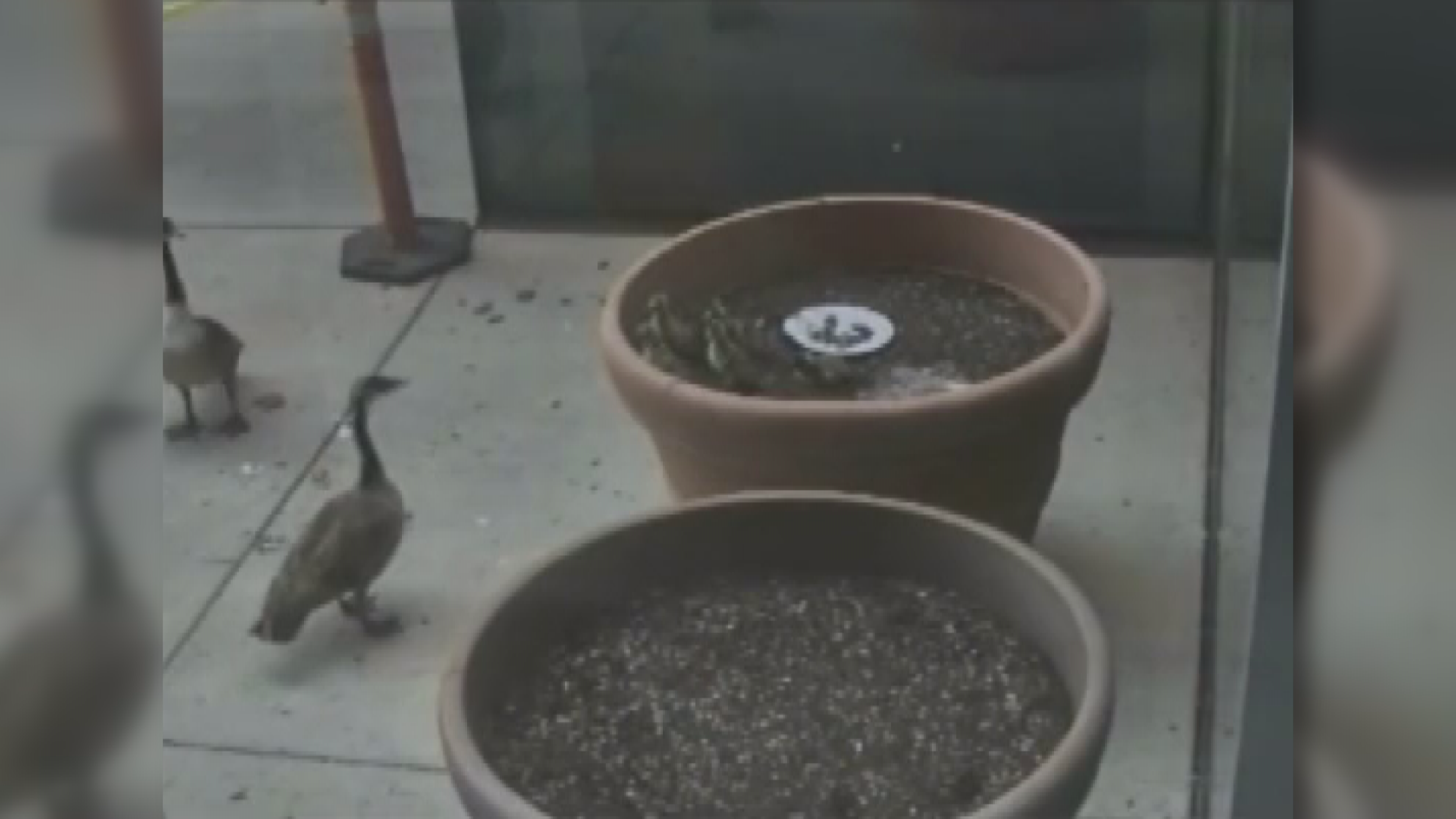 Goslings hatch at Children's Hospital
