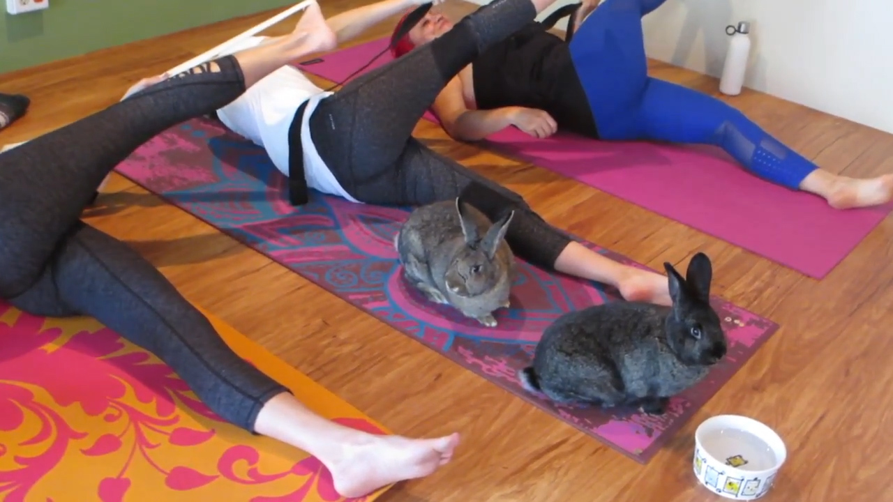 Bunny Yoga: Exercise classes with rabbits raise awareness of abandoned  animals, The Independent