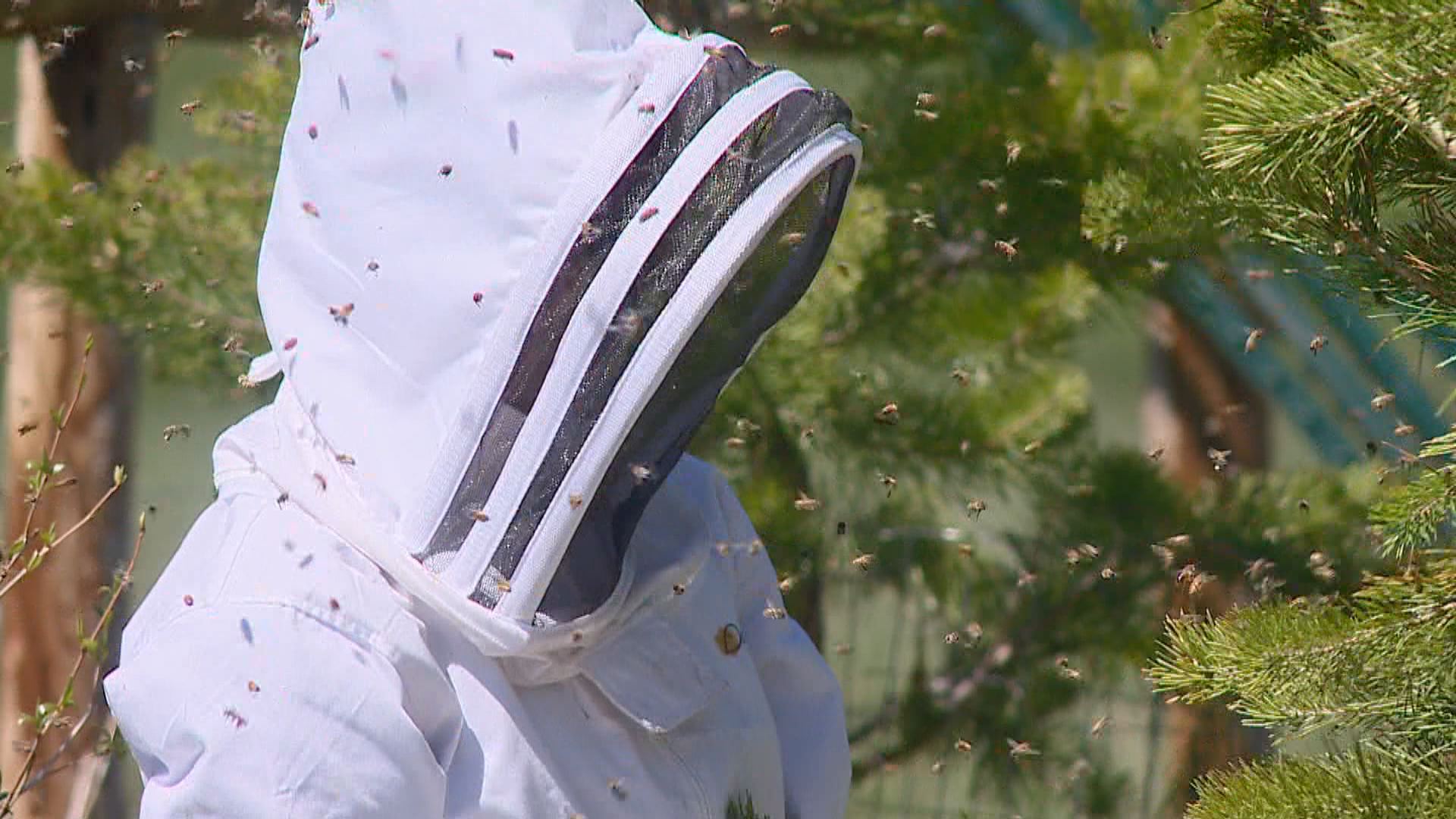 Man saving the honeybees
