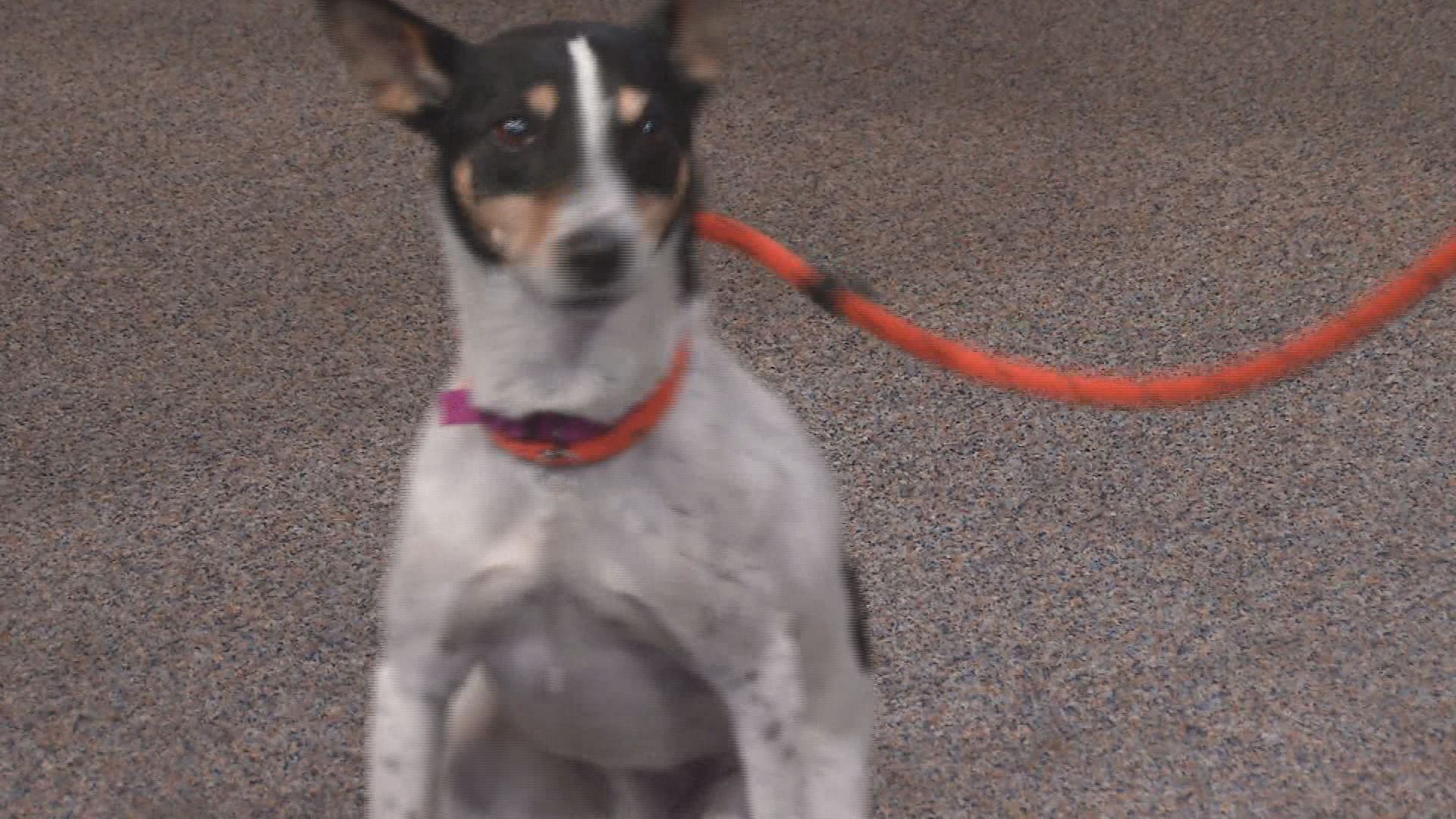 Is Maggie Moo the dog for you?