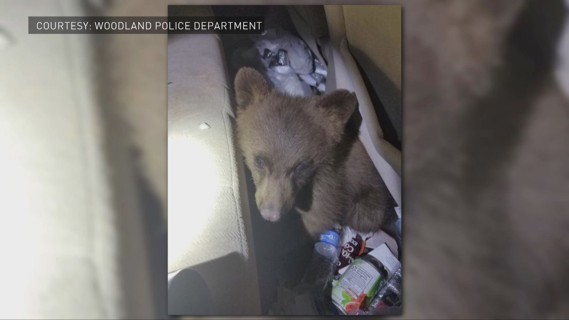 Trapped bear cub rescued from Colorado car | 9news.com