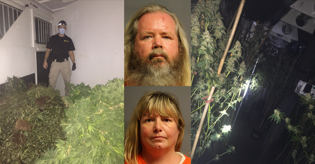 Deputies: Illegal Pot Plants Could've Been Headed To Dispensaries ...