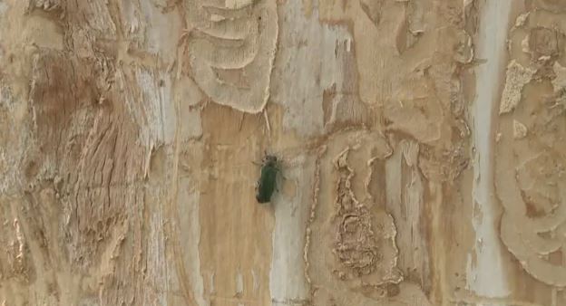Protect your ash tree with a phone app