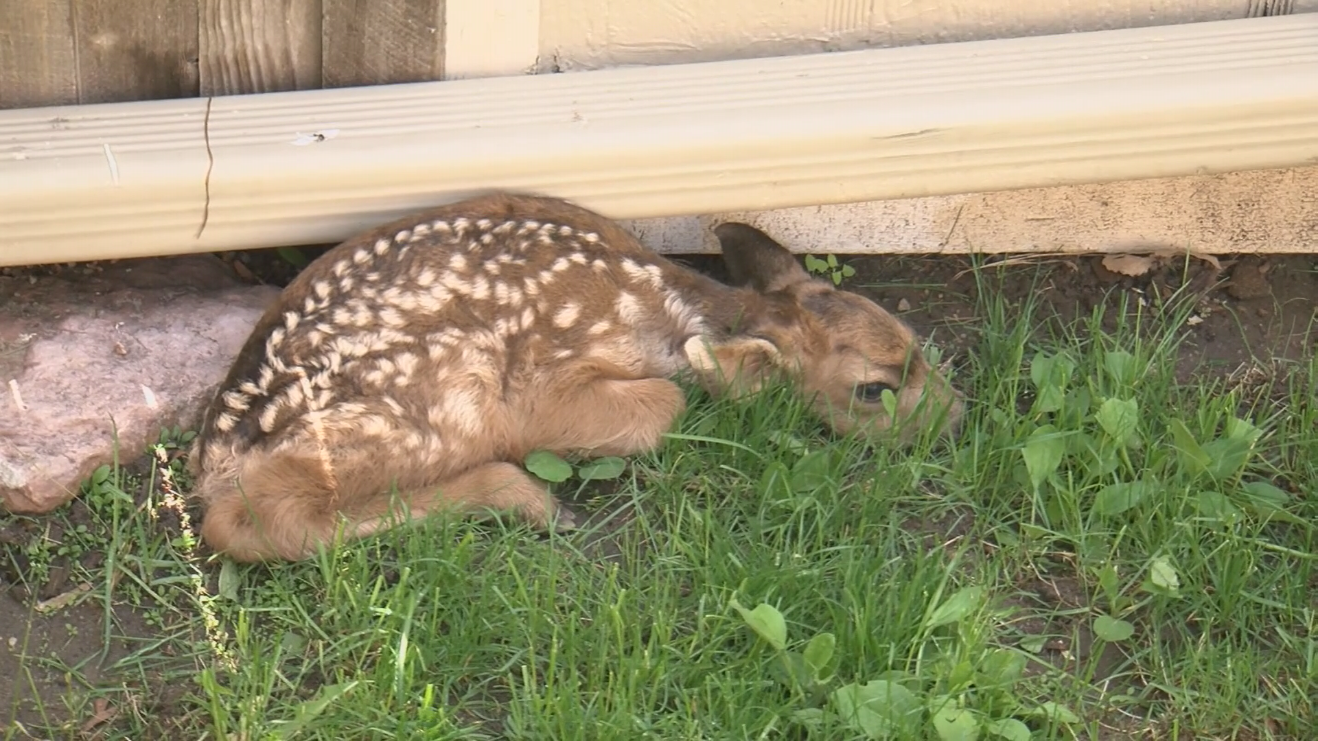 Fawns rescued in Colorado Springs