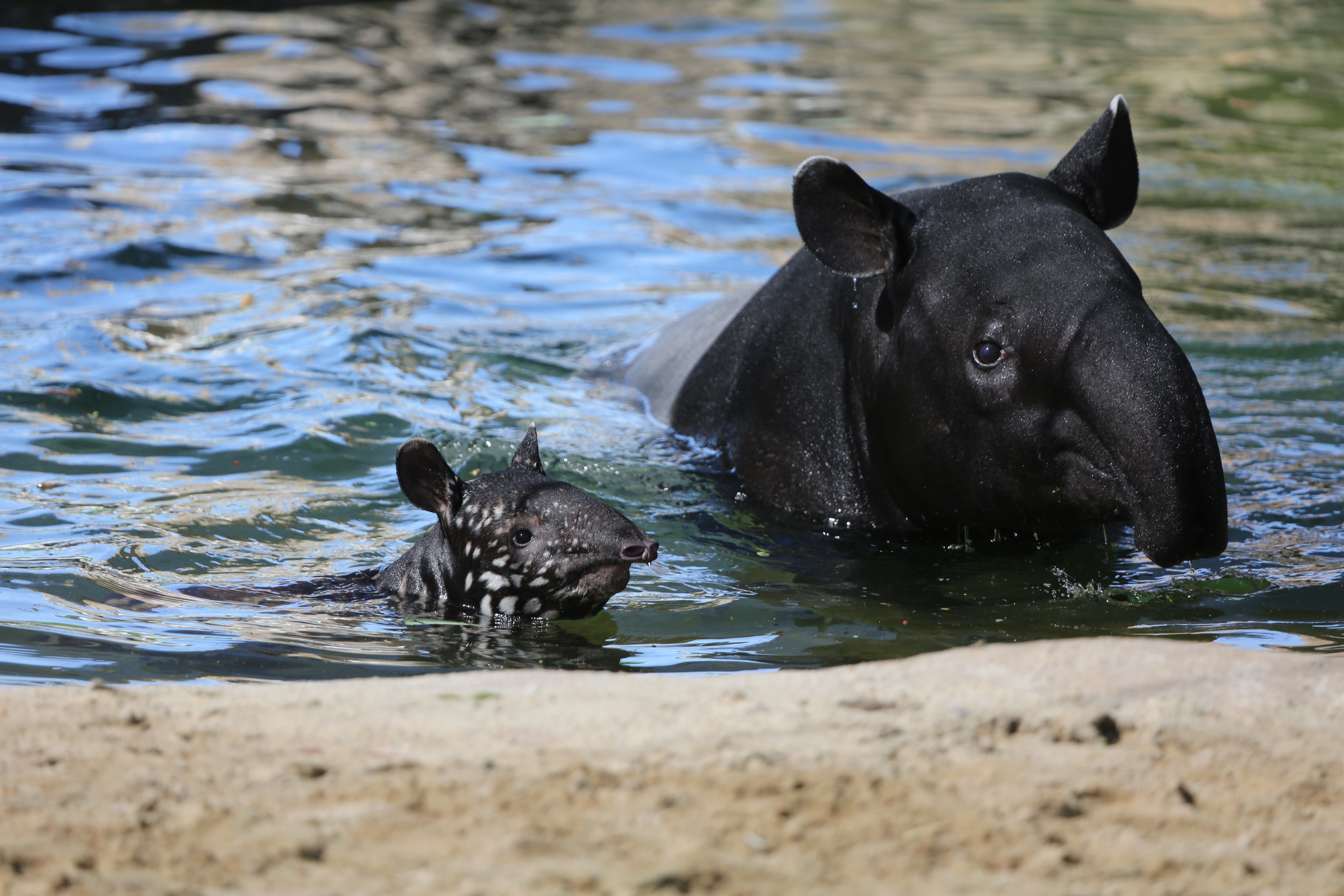 tapir acalendar hide week number