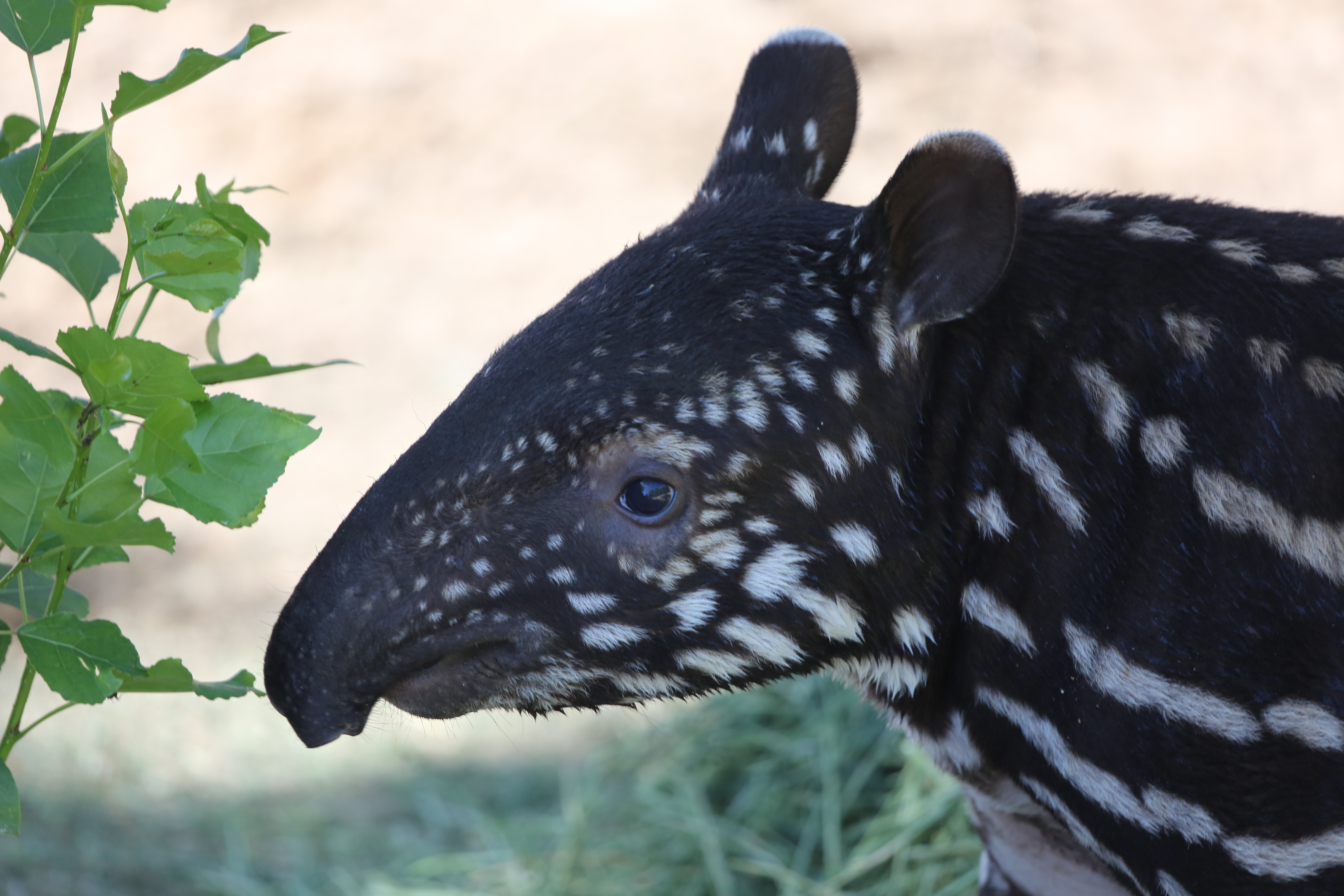 you-can-now-see-that-adorable-baby-tapir-at-the-denver-zoo-9news