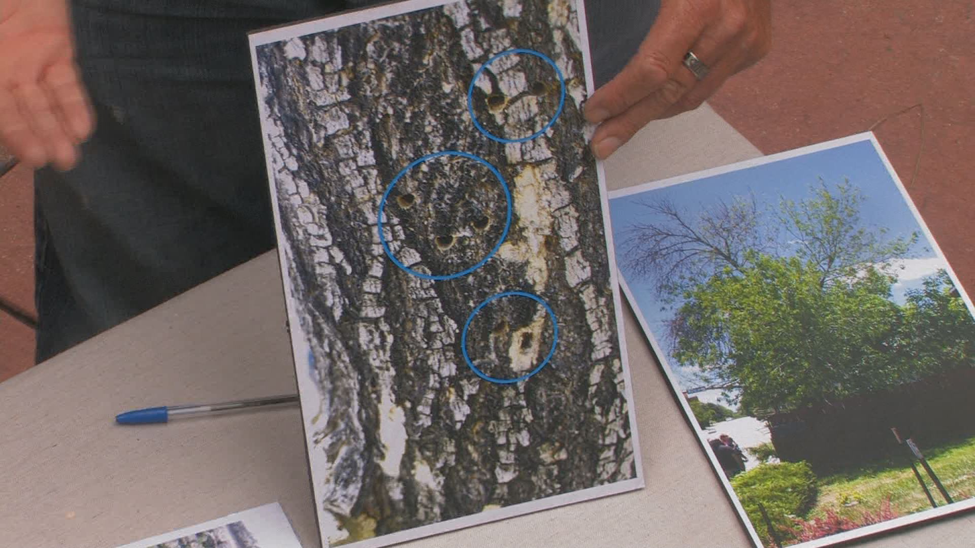 Details on the emerald ash borer