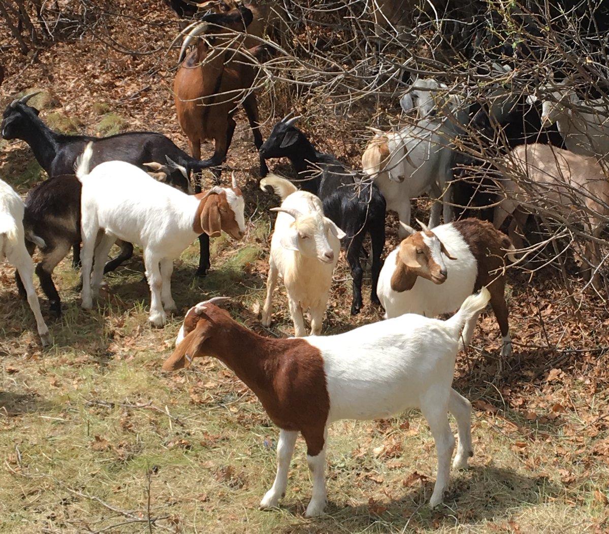 Goats help with fire mitigation
