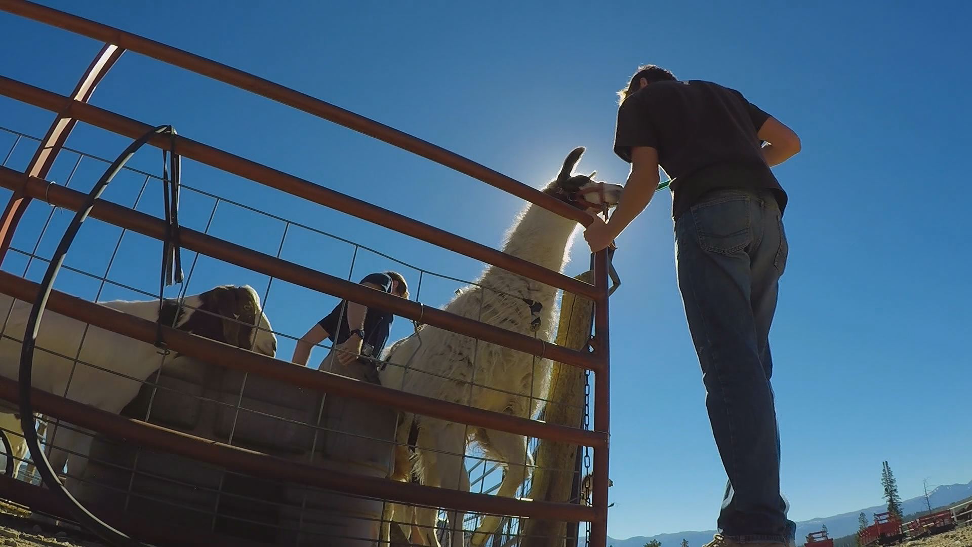 You can hike with llamas in Granby
