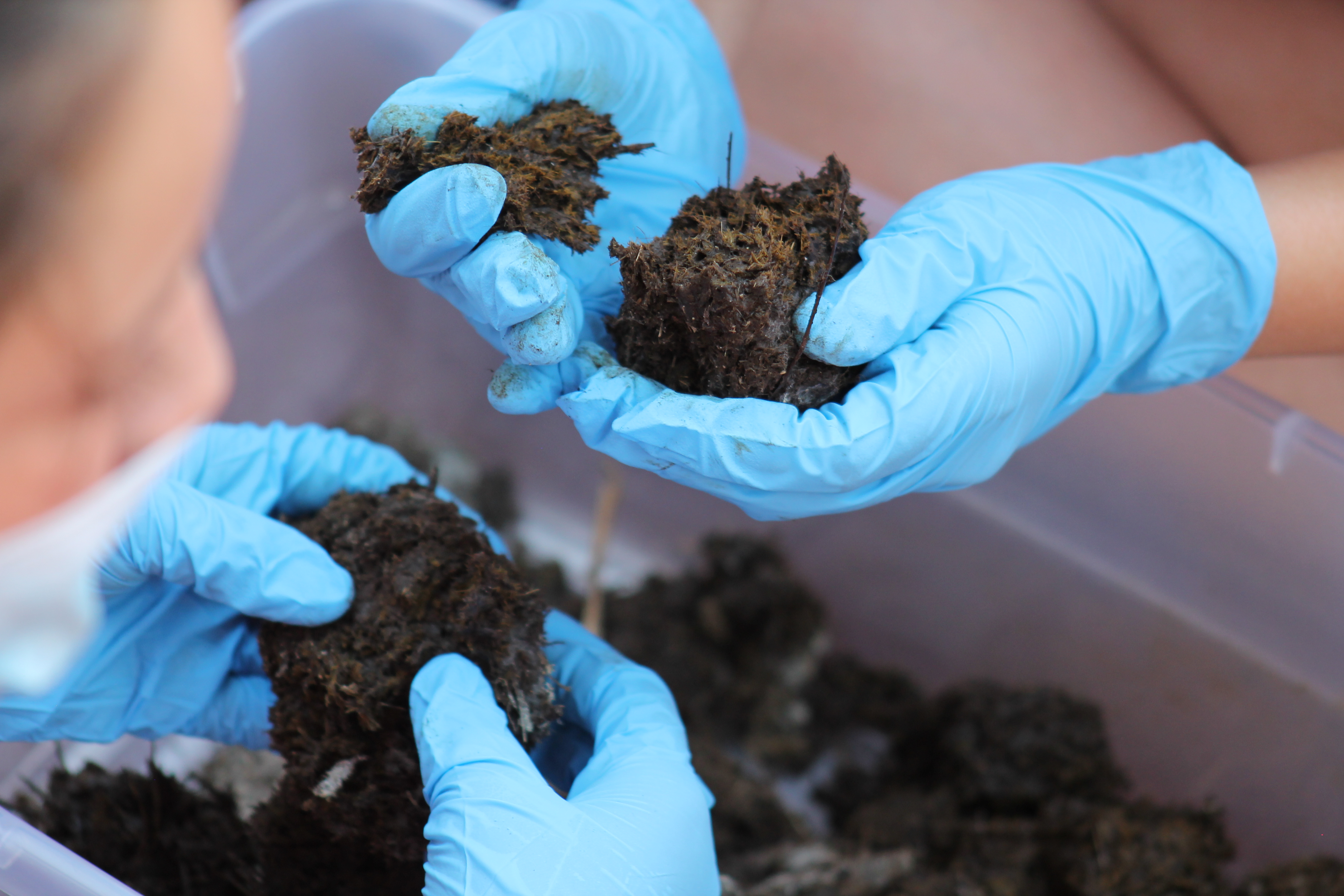 Kids dig through poop to help with research