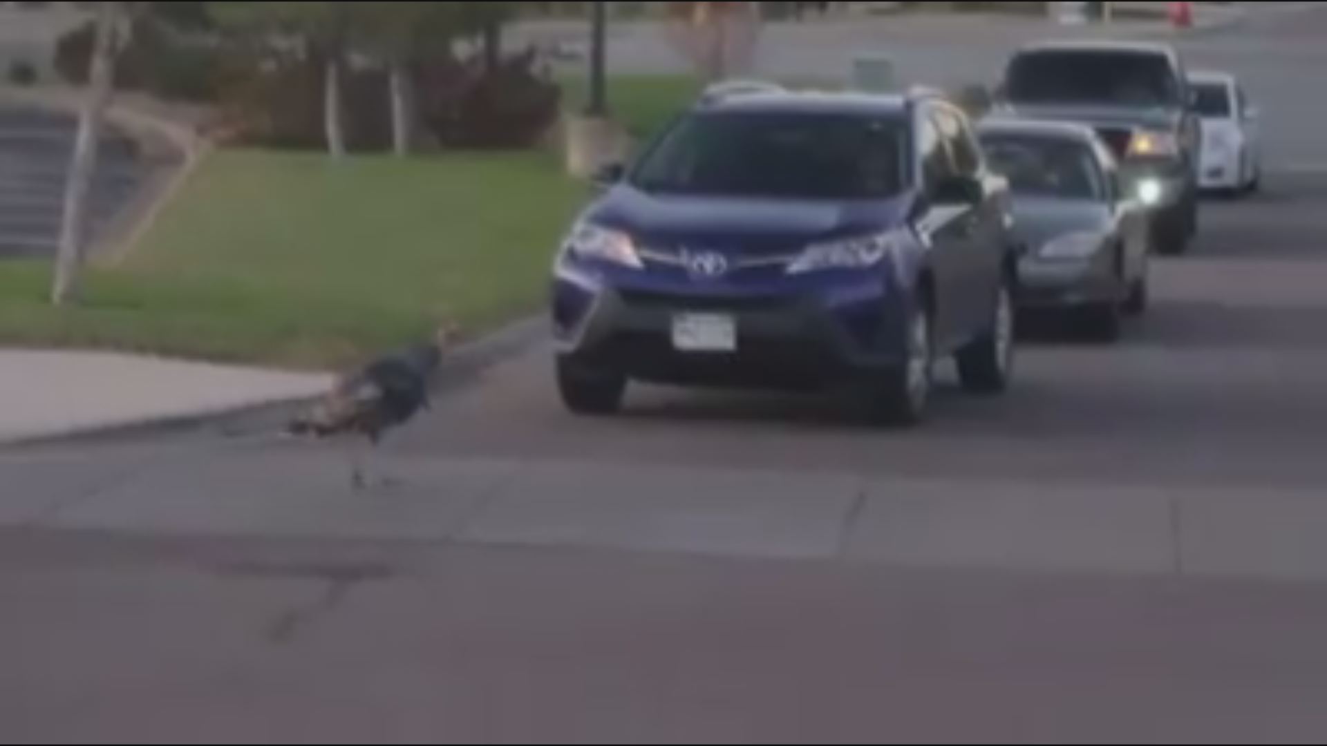 More Kevin the Turkey coverage ¯\_( )_/¯