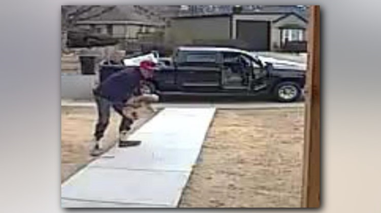 Wanted: Man caught on camera allegedly stealing a dog | 9news.com