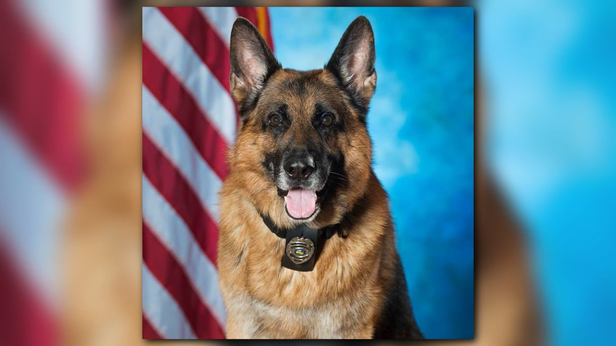 Police Cars, image size:1221x686