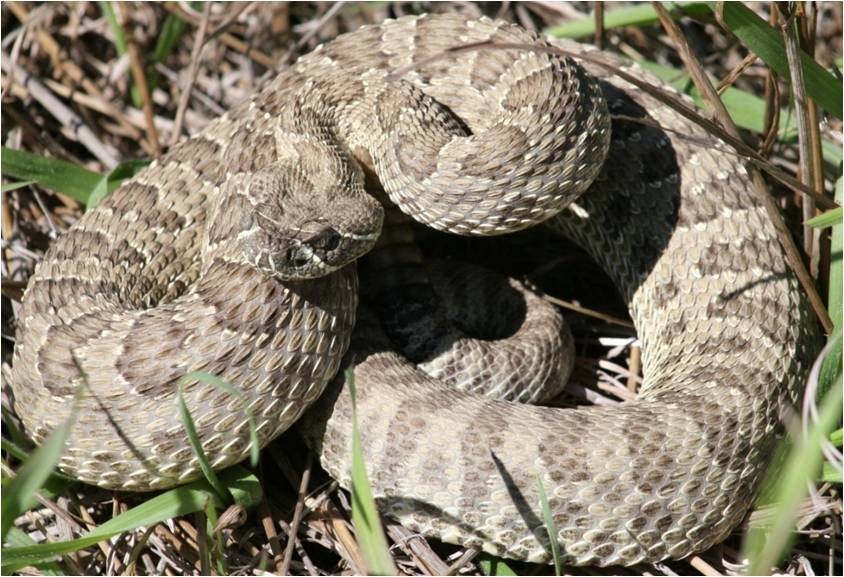 How to avoid snakes on a trail | 9news.com