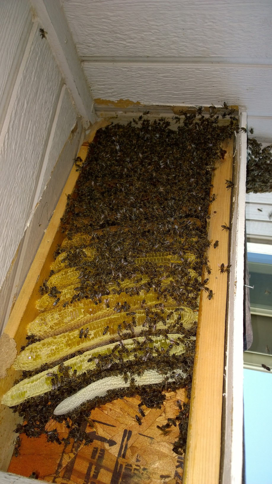 Thousands of bees found in home | 9news.com