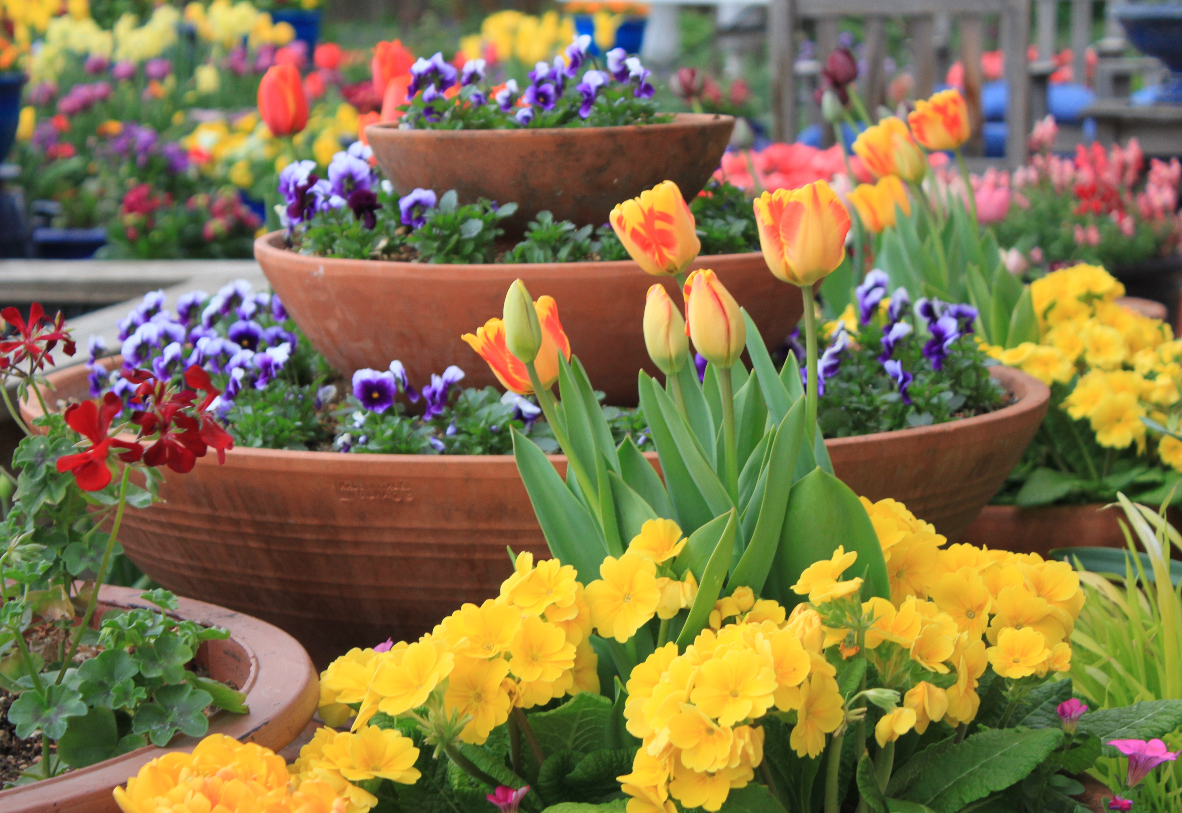 Plant your primroses now | 9news.com