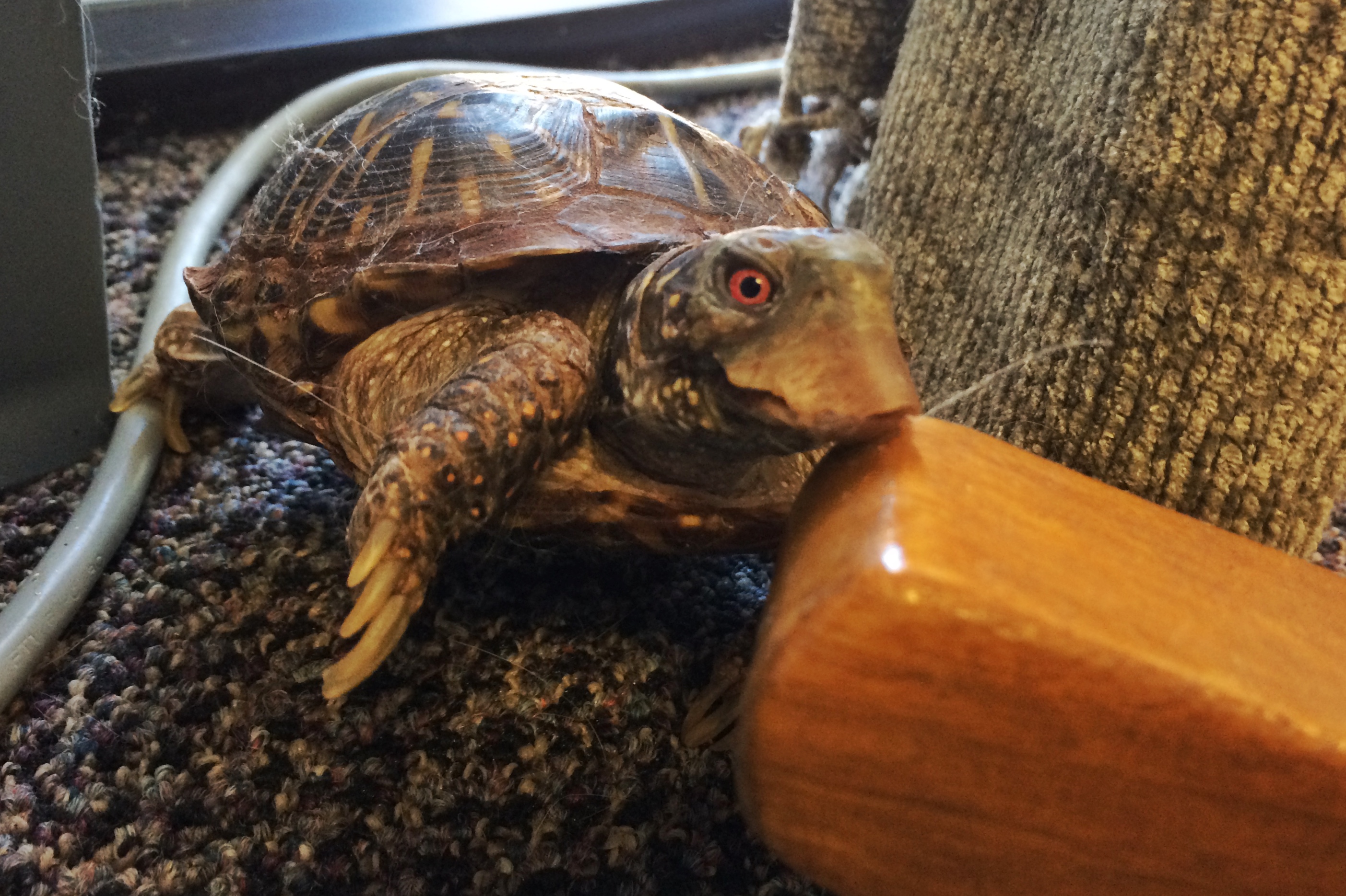 Turtle finds home in Lakewood bookstore | 9news.com