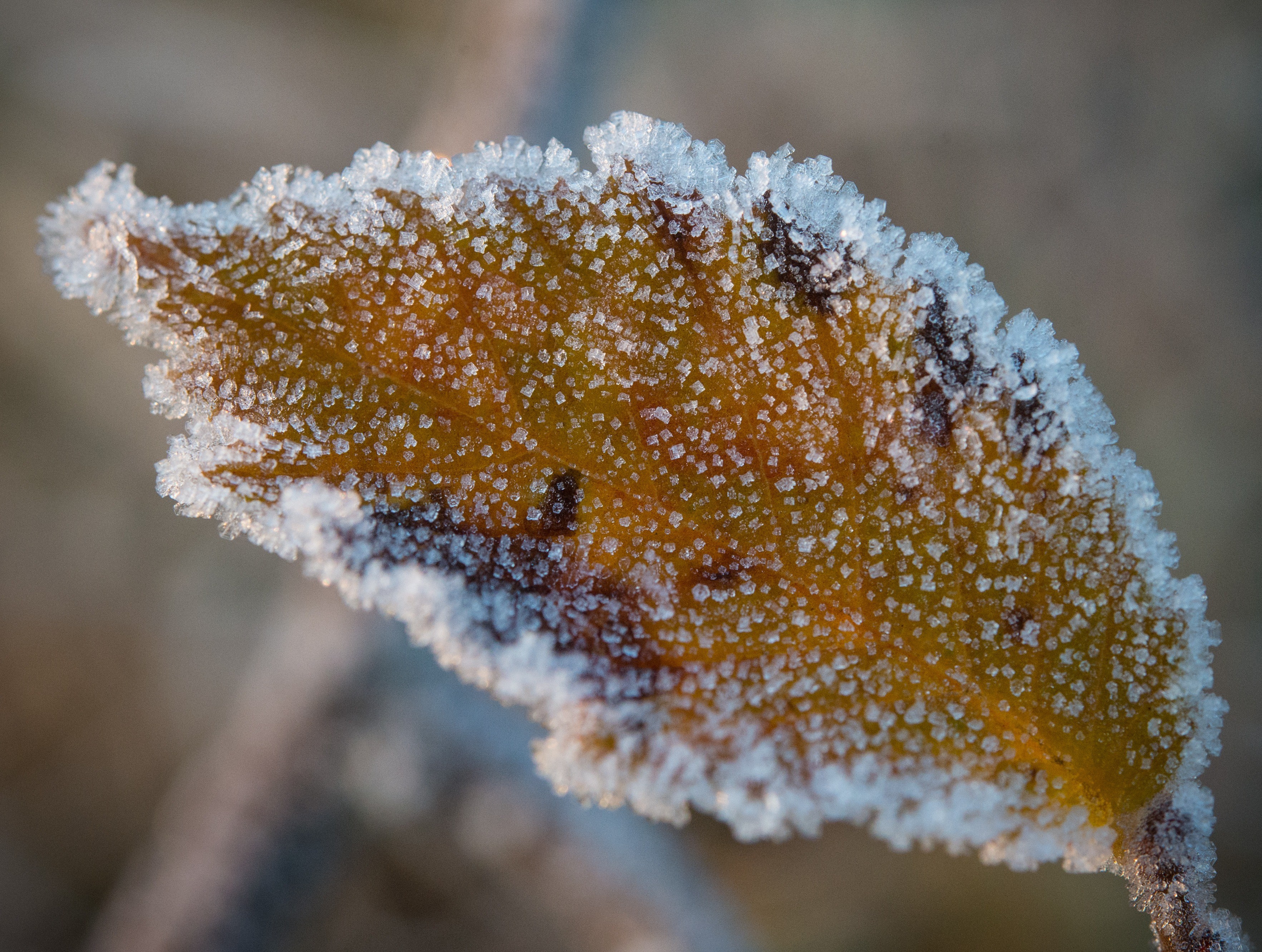 Winterize Leave How to winterize your home before it's too late | 9news.com