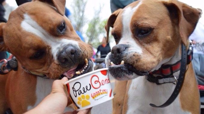 Early Riser Dog Colorado restaurant chain targeting dogs, early risers | 9news.com