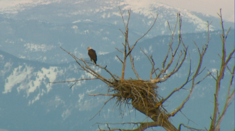 Feds propose changes to allow more bald eagle deaths | kgw.com