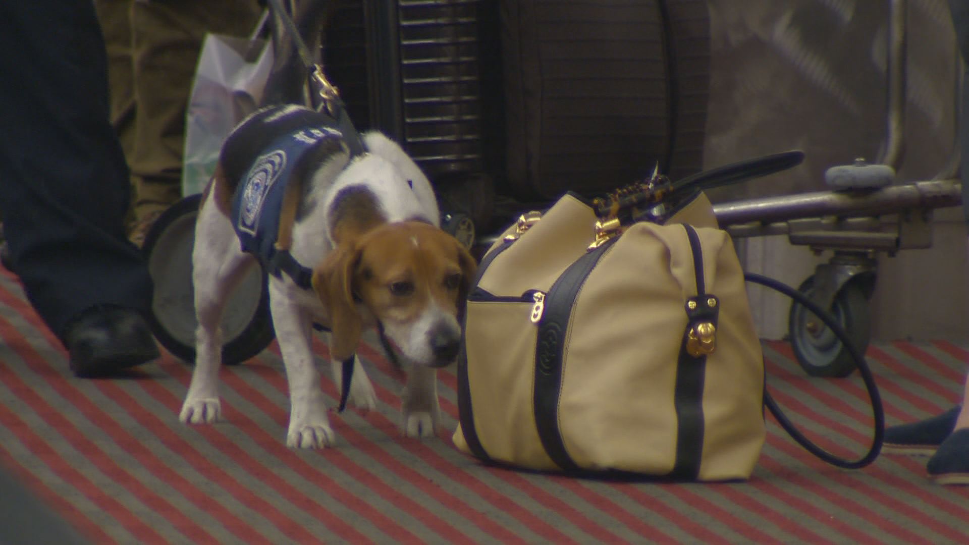 A small but mighty agent at DIA | 9news.com