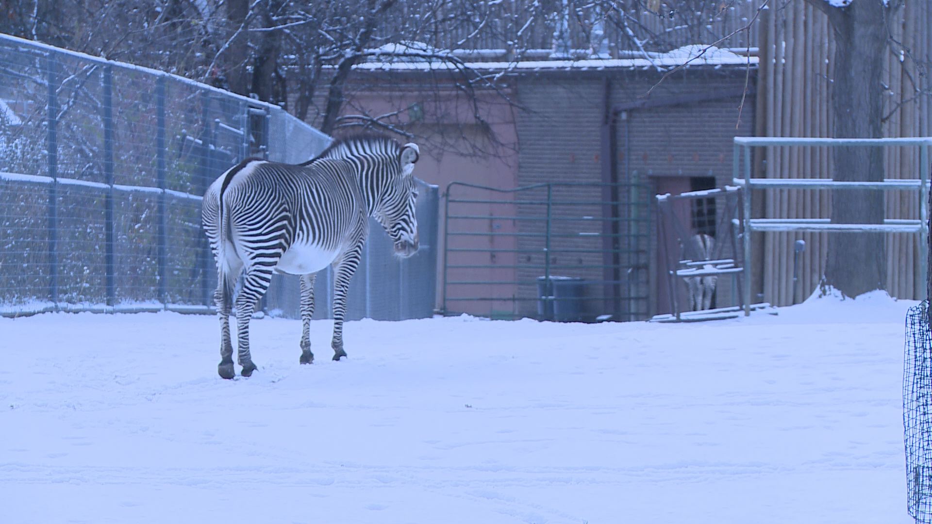 Extreme cold not so bitter for several zoo animals | 9news.com