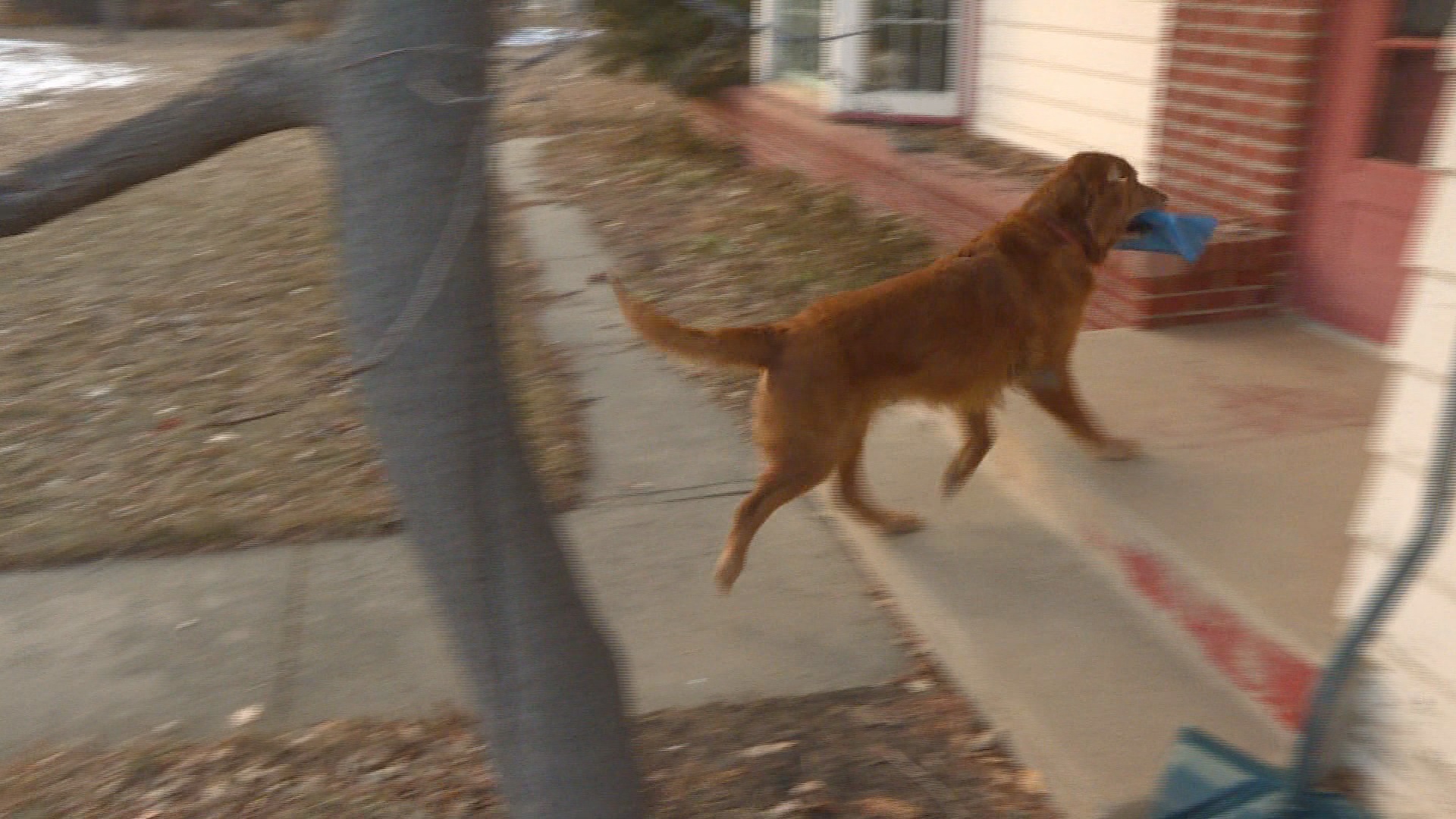 Dog delivers newspapers to neighbors in Colorado | wcnc.com