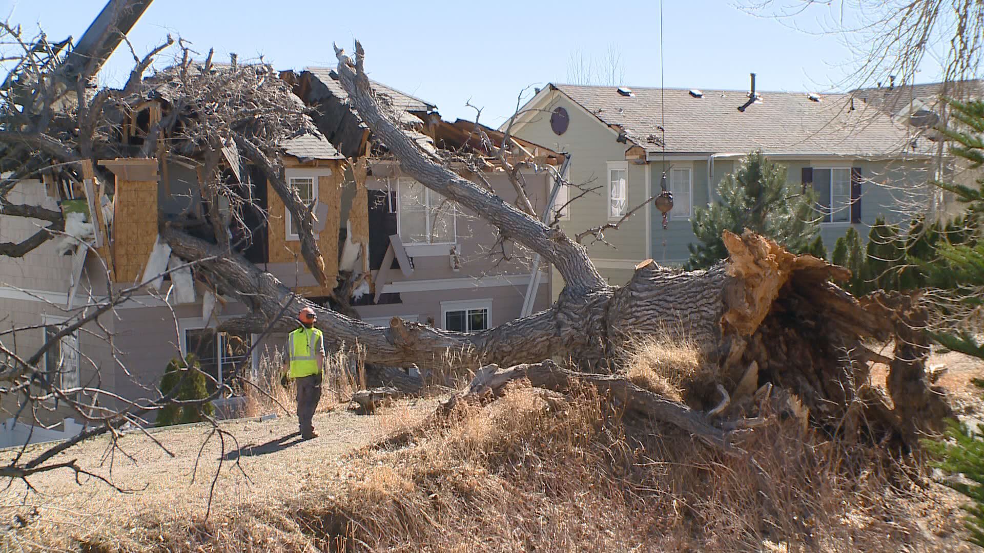 High winds topple 80-foot tree onto house | 9news.com